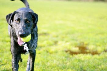 New Dog Agility Park at The Forest, Rockville